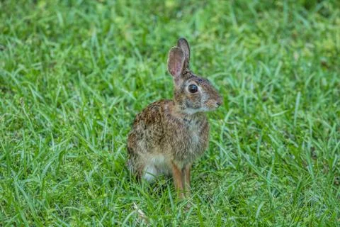 Eastern cottontail rabbit Stock Photos