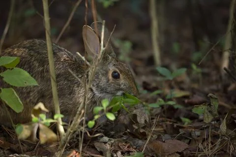 Eastern Cottontail Rabbit Stock Photos