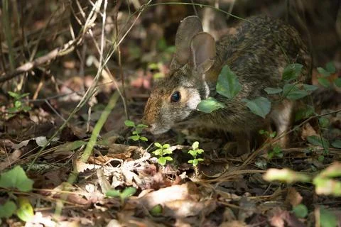 Eastern Cottontail Rabbit Stock Photos