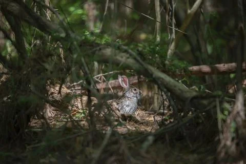 Eastern Cottontail Rabbit Stock-Fotos