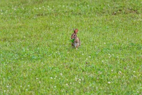 Eastern cottontail rabbit Stock Photos