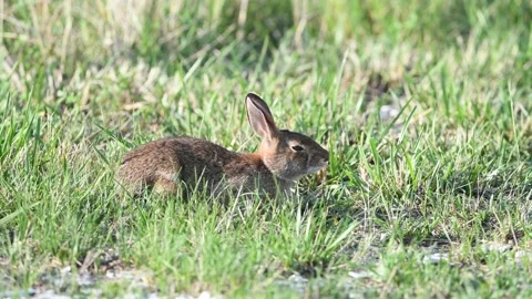 Eastern Cottontail Rabbit Resting in the Grass Stock Footage 137488069