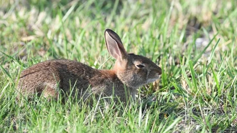 Eastern Cottontail Rabbit Resting in the Grass Stock Footage 137488094