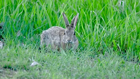 Eastern Cottontail Rabbit spring time Colorado Stock Footage 154612346