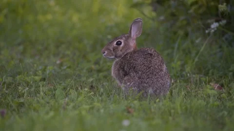 Eastern Cottontail rabbit twitching its nose 動画素材 260153989