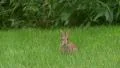 Eastern Cottontail (Sylvilagus floridanus) 1 HD Footage