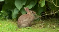 Eastern Cottontail (Sylvilagus floridanus) 2 HD Footage