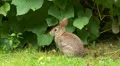 Eastern Cottontail (Sylvilagus floridanus) 3 HD Footage