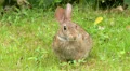 Eastern Cottontail (Sylvilagus floridanus) 4 HD Footage