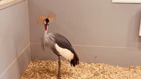Eastern Crowned Crane. Stock Footage 346489729