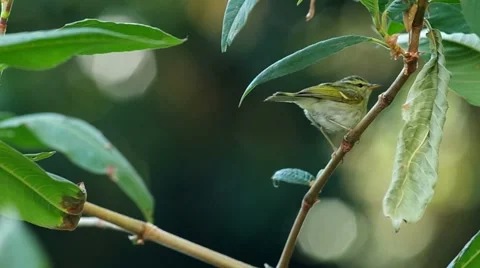 Eastern Crowned warbler is flying away Stock Footage 48349058