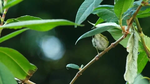 Eastern Crowned warbler on the tree branch Stock Footage 48349078