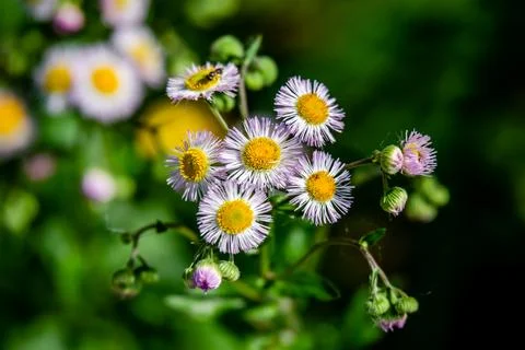 Eastern daisy fleabane Stock Photos