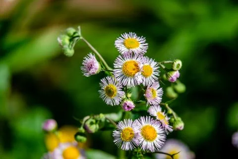 Eastern daisy fleabane Stock Photos