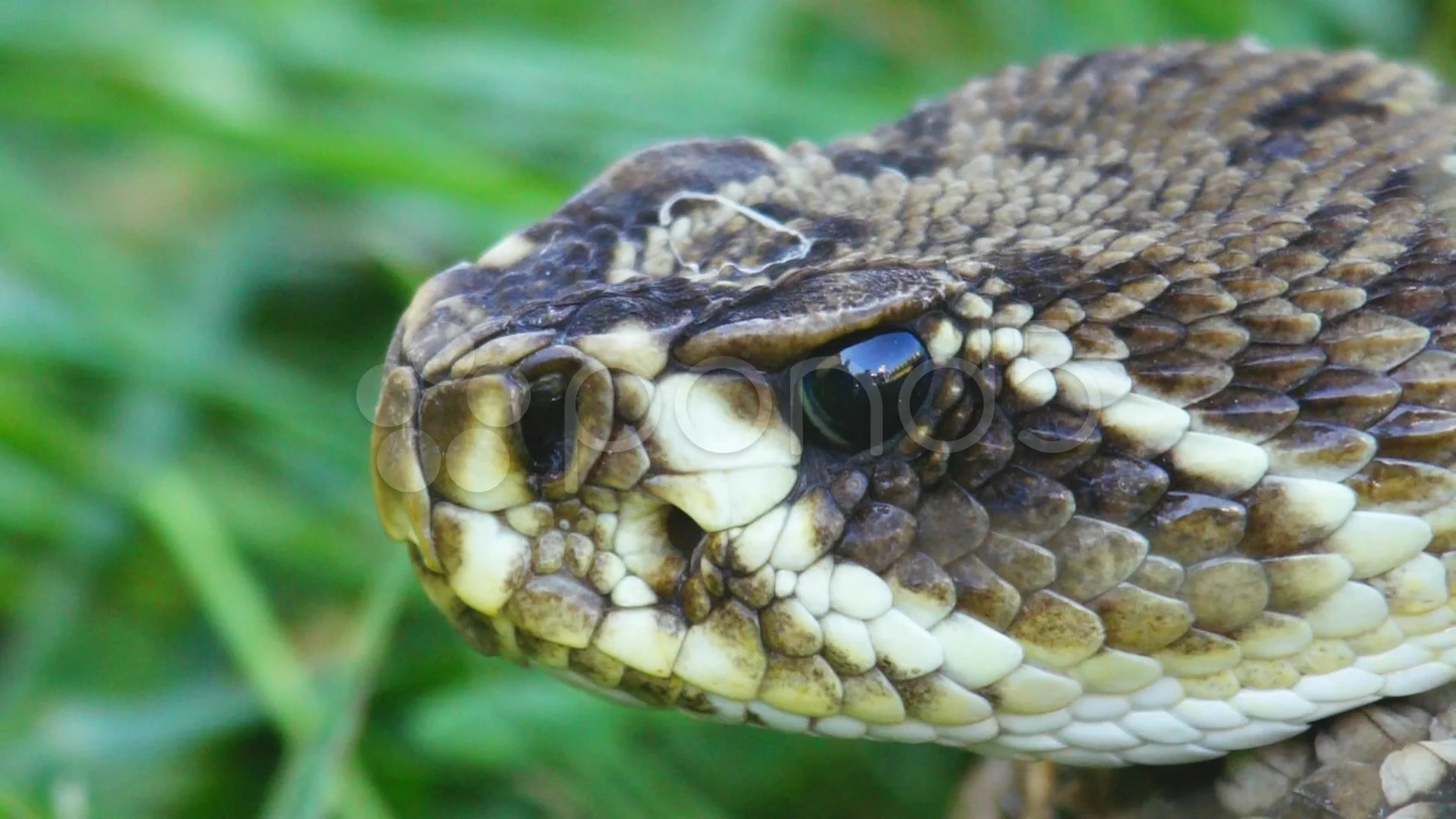 Eastern Diamondback Rattlesnake Head Eastern Diamondback Rattlesnake Head