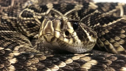 Eastern diamondback rattlesnake, in captivity behind a glass Stock Footage 96856370