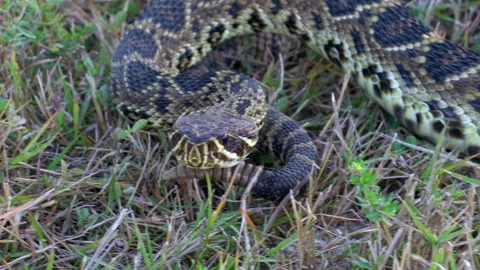 EASTERN DIAMONDBACK RATTLESNAKE IN DEFENSIVE POSTURE Video stock 229989300