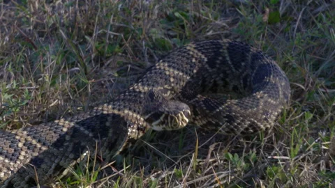 EASTERN DIAMONDBACK RATTLESNAKE IN DEFENSIVE POSTURE ZOOM IN Stock Footage 229989404