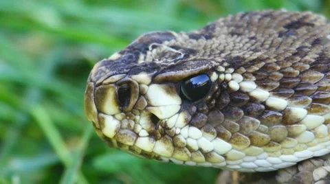 Eastern Diamondback Rattlesnake Stock Footage