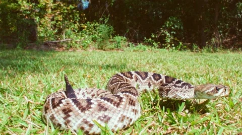 Eastern Diamondback Rattlesnake 動画素材 12243488