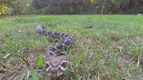 Eastern Diamondback Rattlesnake Stock Footage 41435042