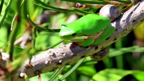 Eastern Dwarf Tree Frog on a branch. Видео 253041163