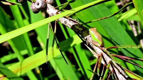 Eastern Dwarf Tree Frog Video stock 253041123