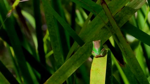 Eastern Dwarf Tree Frog . Stock-Footage 253041125
