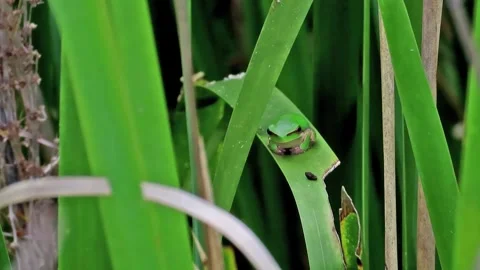Eastern Dwarf Tree Frog Stock-Footage 253041171