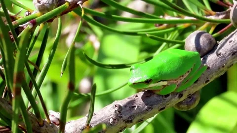 Eastern Dwarf Tree Frog Video stock 253041194