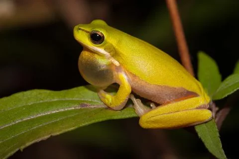 Eastern Dwarf Tree Frog (Litoria fallax) Stock Photos