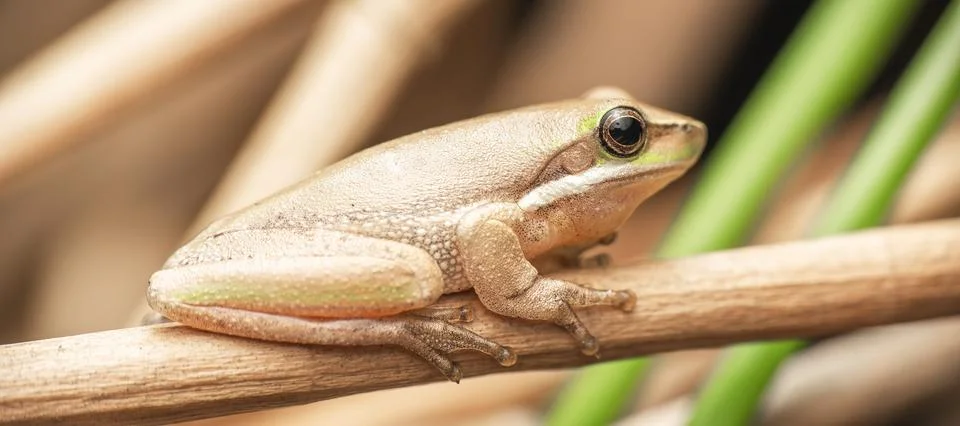 Eastern Dwarf Tree Frog Stockfoto's