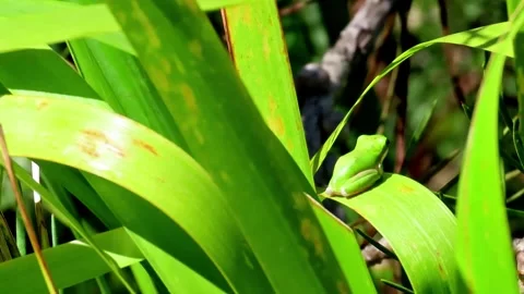 Eastern Dwarf Tree Frog rests on a reed in wetlands Video stock 253041167