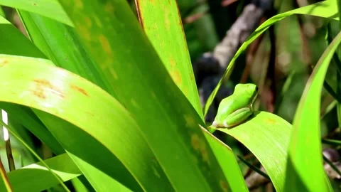 Eastern Dwarf Tree Frog sits amongst the reeds. Stock-Footage 253041139