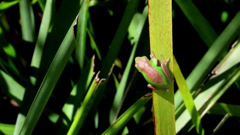 Eastern Dwarf Tree Frog on swaying reed Видео 253041168