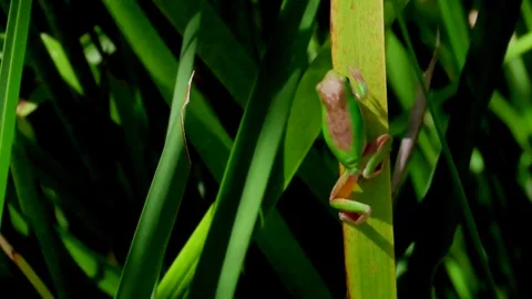 Eastern Dwarf Tree Frog in wetlands climbs up a reed. Видео 253041170