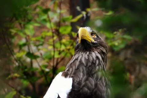 Eastern eagle sitting on tree Stock Photos
