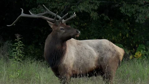 Eastern elk Stock Footage 257100246