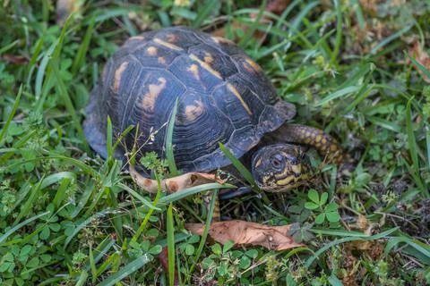 Eastern female box turtle closeup Stock Photos