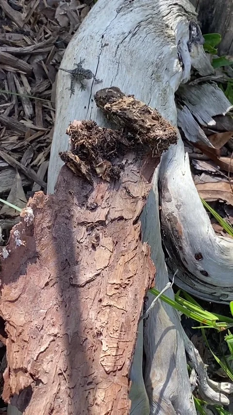 Eastern Fence Lizard eating termites on a piece of wood. Stock Footage 160945772
