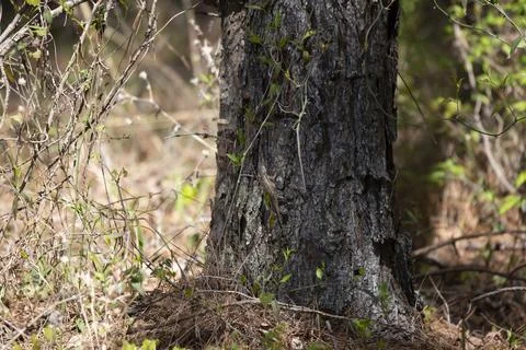Eastern Fence Lizard on a Tree Stock Photos