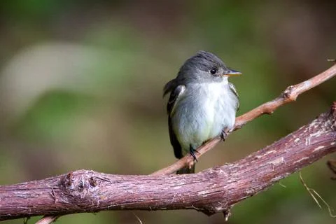 An Eastern Flycatcher is looking around. Stock Photos