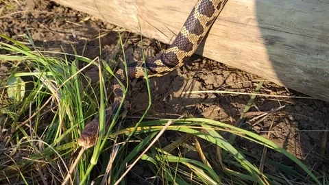 Eastern Fox Snake Creeping Over Fallen Trunk Lying On The Ground On A Stock Footage 155332690