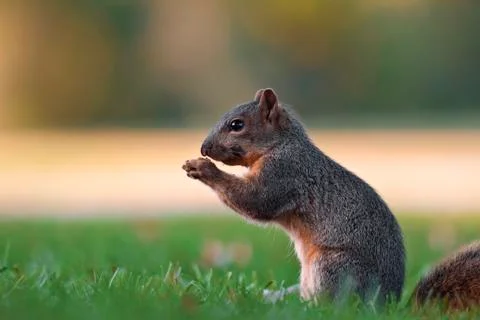 Eastern fox squirell Stock Photos