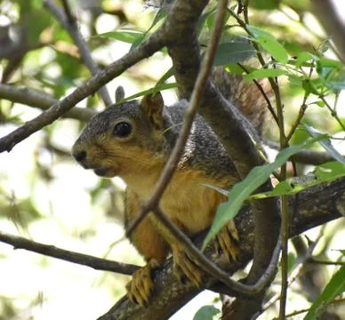 An eastern fox squirrel hides in the trees Stock Photos
