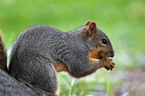 Eastern fox squirrel Foto stock