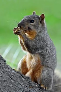 Eastern fox squirrel Foto stock