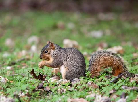 Eastern fox squirrel Foto stock