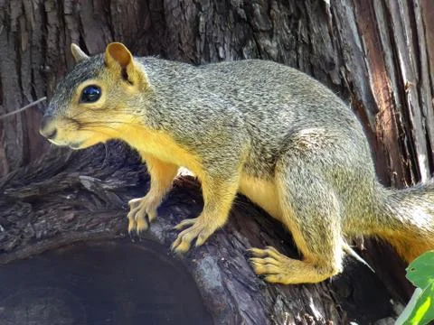 Eastern fox squirrel sitting on a tree Stock Photos