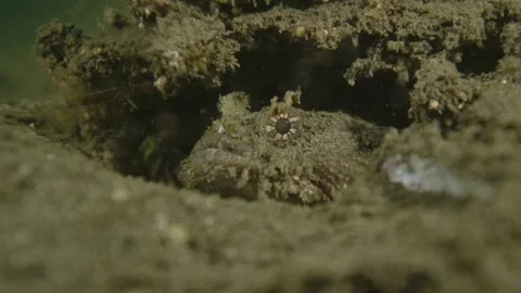 Eastern frog fish burrow Video stock 231961663